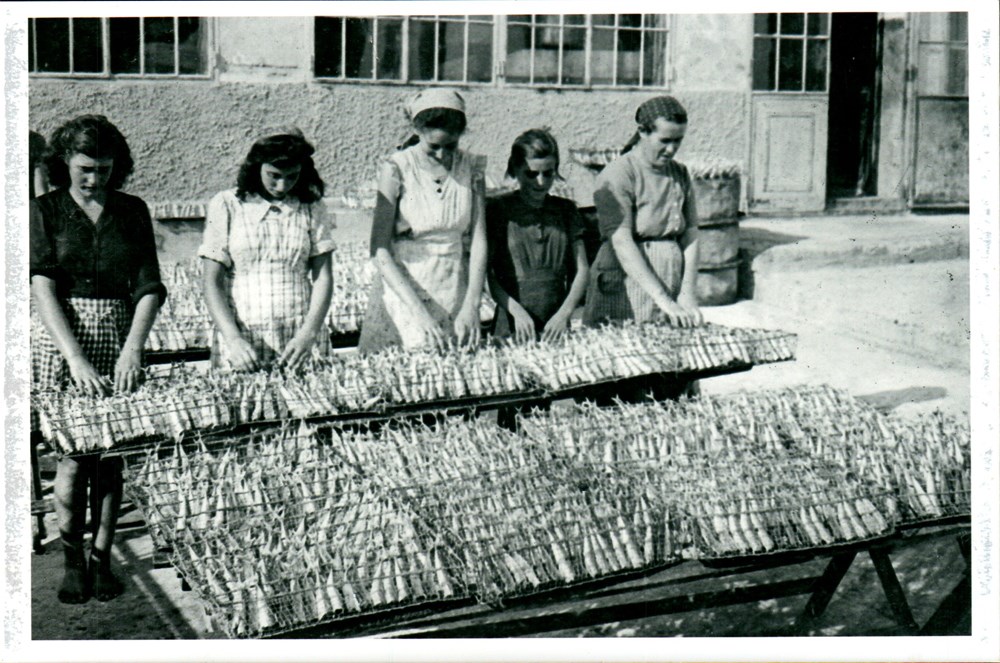 Srdeline, radnice Tvornice za preradu ribe Mirna Rovinj u Banjolama, pripremaju srdele za prženje i konzerviranje, rane 60-te (Zbirka fotografija, Vitomir Pap)